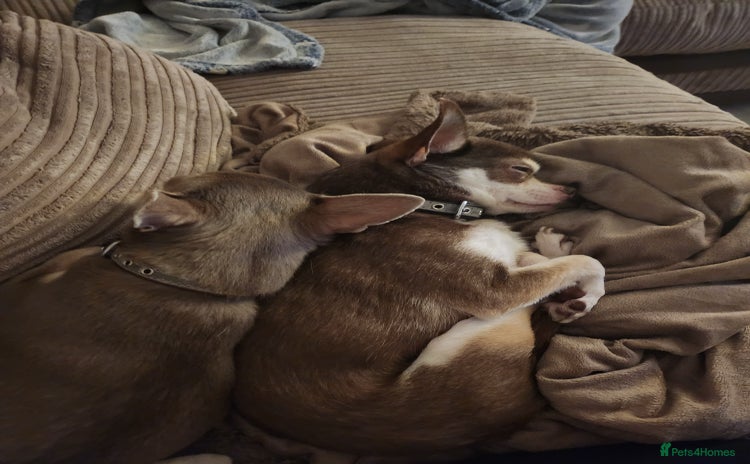 Chihuahua dogs - Advert 8