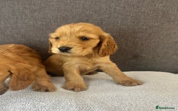 Cocker Spaniel dogs for sale: Beautiful Showtype cocker spaniels - Image 19
