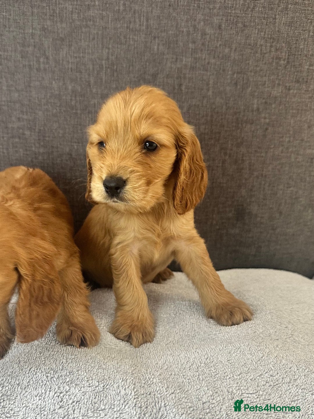 Cocker Spaniel dogs for sale: Beautiful Showtype cocker spaniels - Image 19