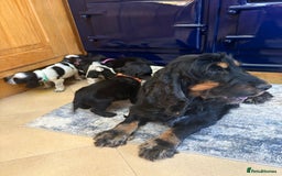 Cocker Spaniel dogs for sale: show type cocker spaniels puppies * ready now  - Image 9