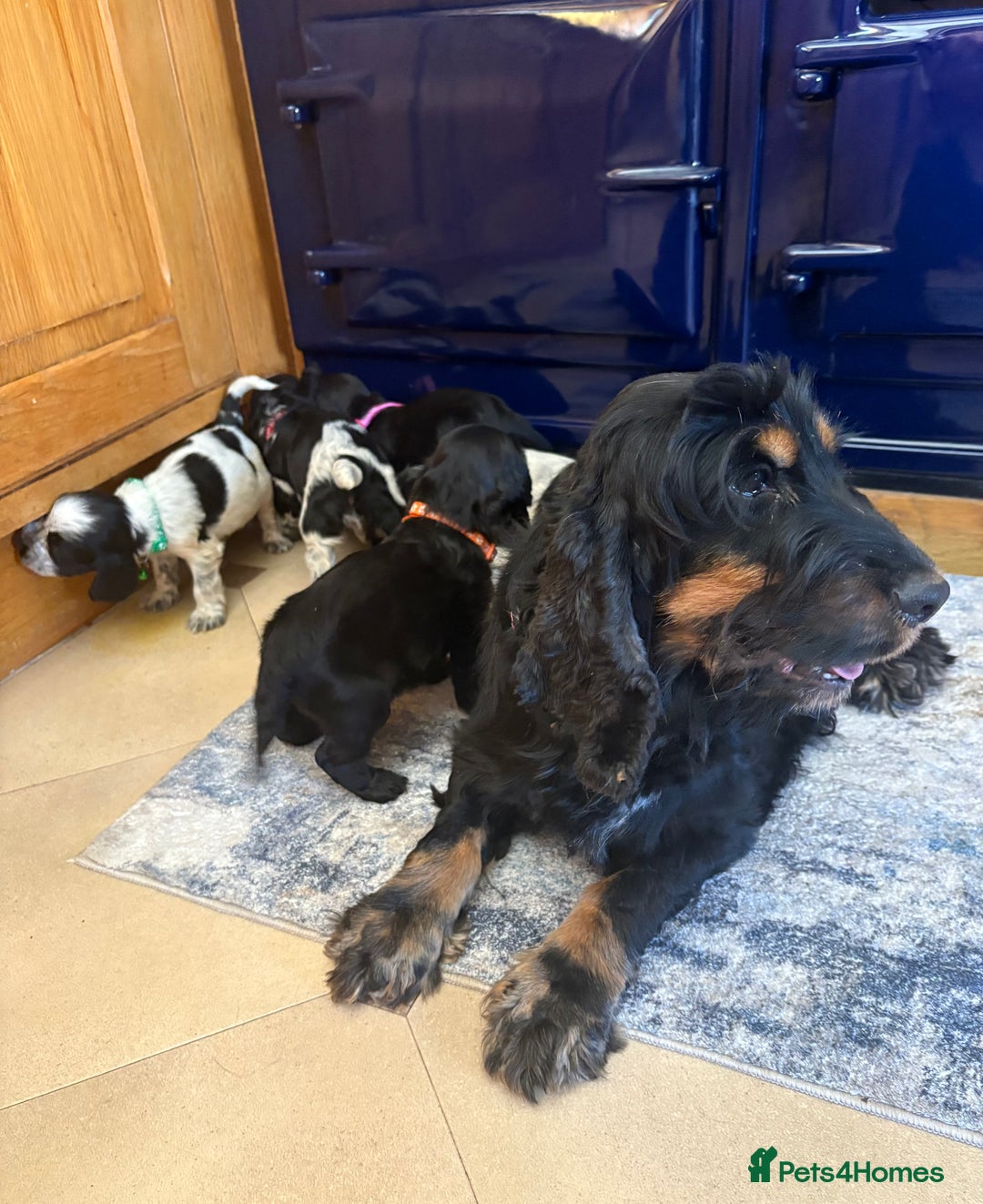 Cocker Spaniel dogs for sale: show type cocker spaniels puppies * ready now  - Image 9