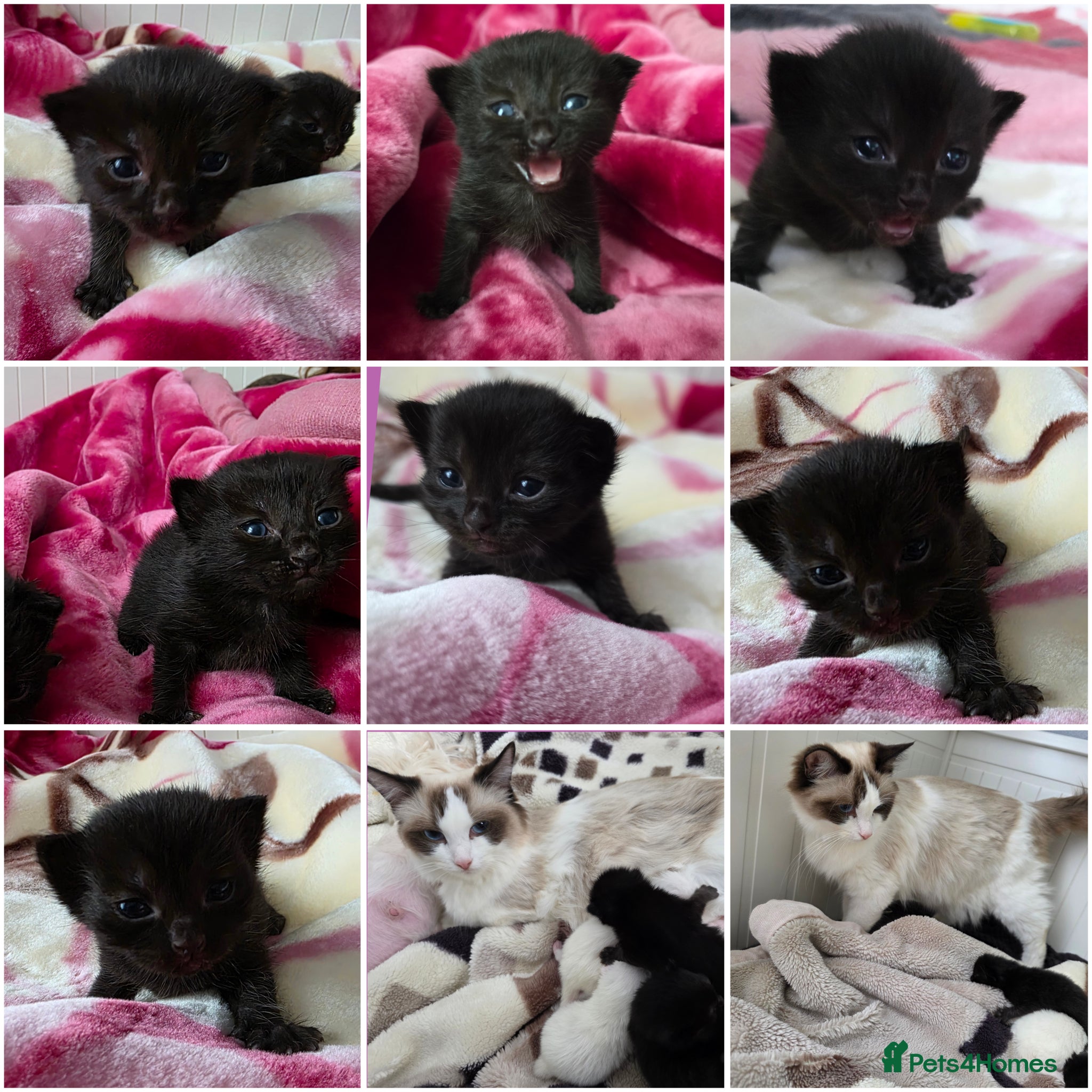 Mixed Breed cats Kittens😻Ragdoll mom x mixed breed dad😺 - Advert 6