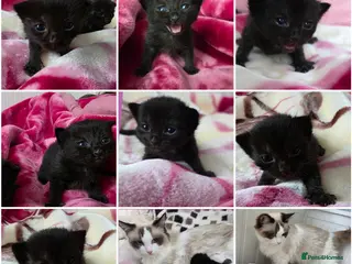 Mixed Breed cats Kittens😻Ragdoll mom x mixed breed dad😺 - Advert 6