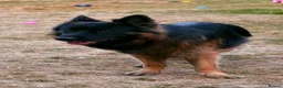German Shepherd dogs for stud: Longhair German Shepparf for stud in Baldock - Advert 4