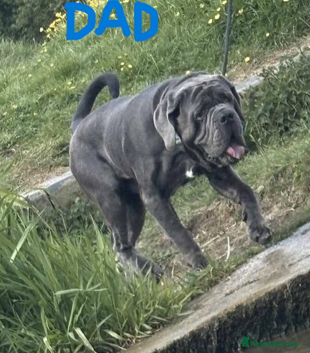Mixed Breed dogs for sale: Two gorgeous Shepherd cross Mastiff male pups left - Image 6