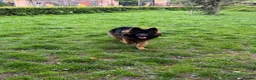 German Shepherd dogs for stud: Long Haired Black & Tan GSD Stud  - Advert 7