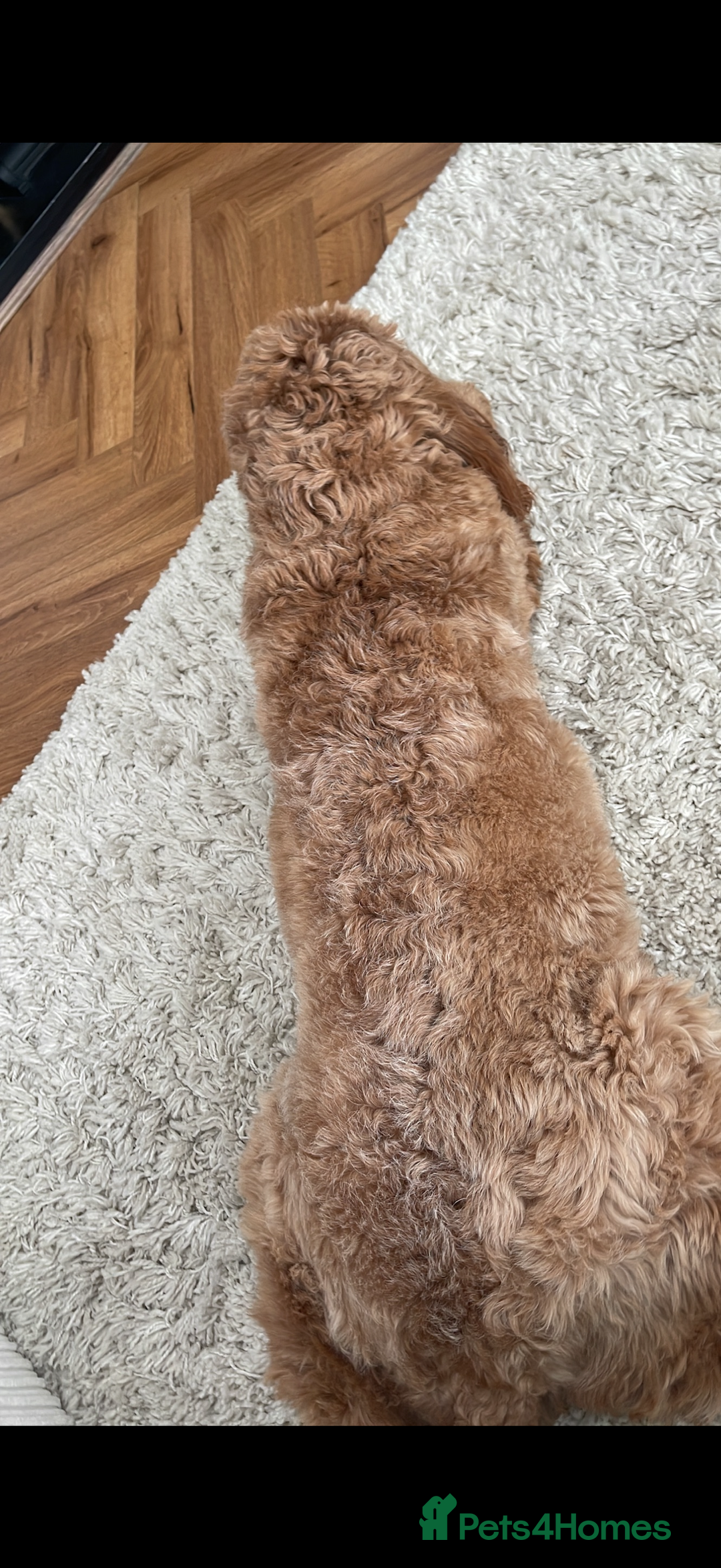 Cockapoo dogs for sale: Cockapoo - Image 23