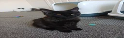 Maine Coon cats for sale: Maine coon kittens(pure breed) - Advert 7