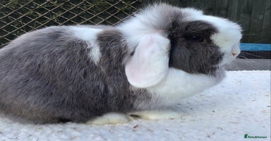 Mini Lop rabbits - Advert 2