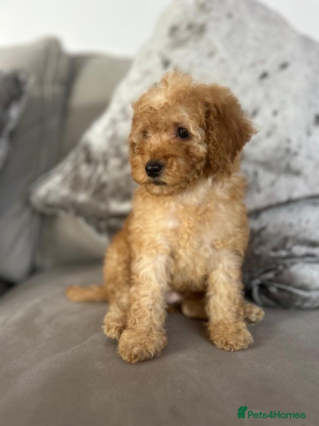Poodle dogs for sale: Red small miniature poodle mum is tiny one 💙left - Image 16