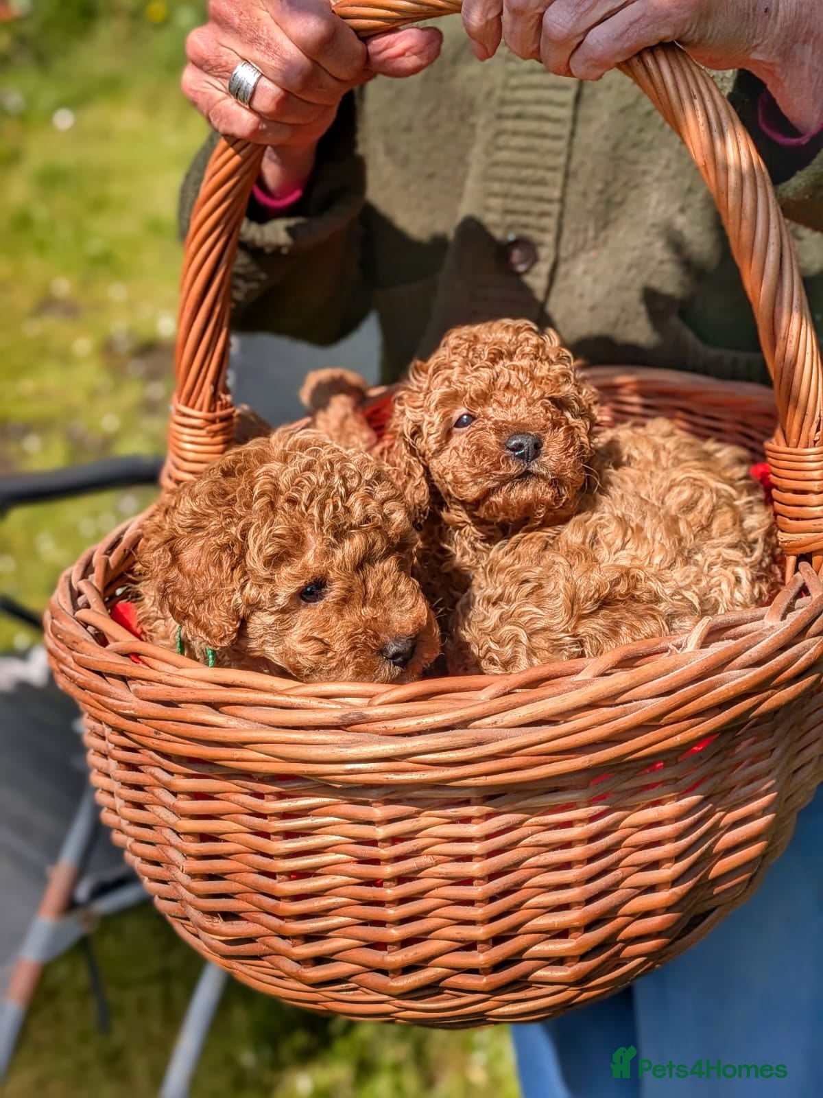 Toy Poodle dogs Gorgeous, lively KC Registered Toy Poodle puppies - Advert 2