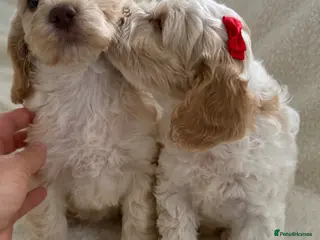Cockapoo dogs READY TO GO F1 cockapoo puppies - Advert 5