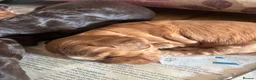Cocker Spaniel dogs for sale: Show cocker spaniels kc reg pups ready 14 th June  - Advert 4