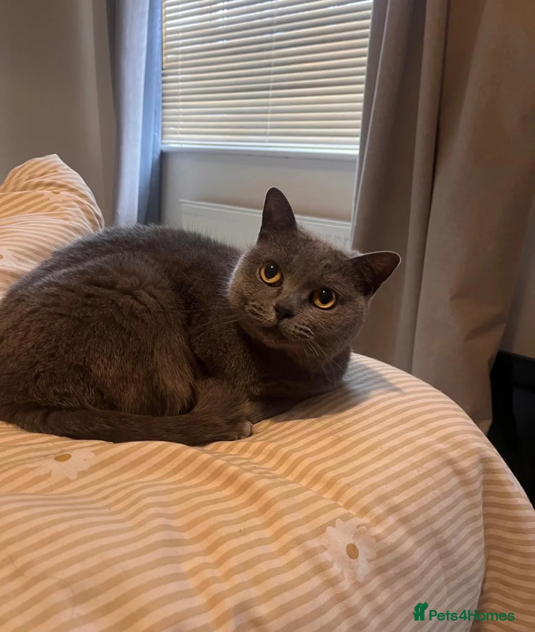 British Shorthair cats for sale: British blue shorthair female cat  - Advert 2