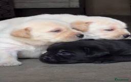 Labrador Retriever dogs for sale: Adorable Labrador Retriever Pups - Image 6