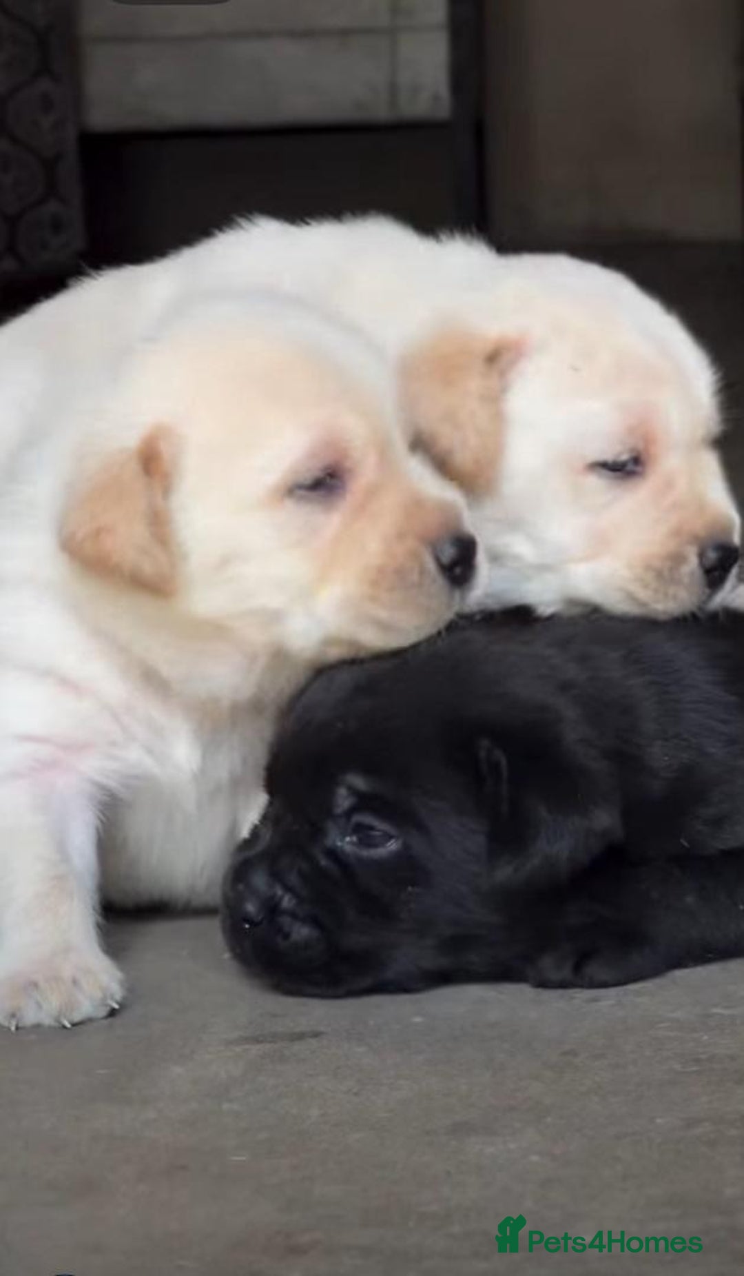 Labrador Retriever dogs for sale: Adorable Labrador Retriever Pups - Image 6