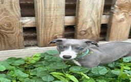 Whippet dogs for sale: READY NOW! STUNNING WHIPPET PUPPYS - Image 2