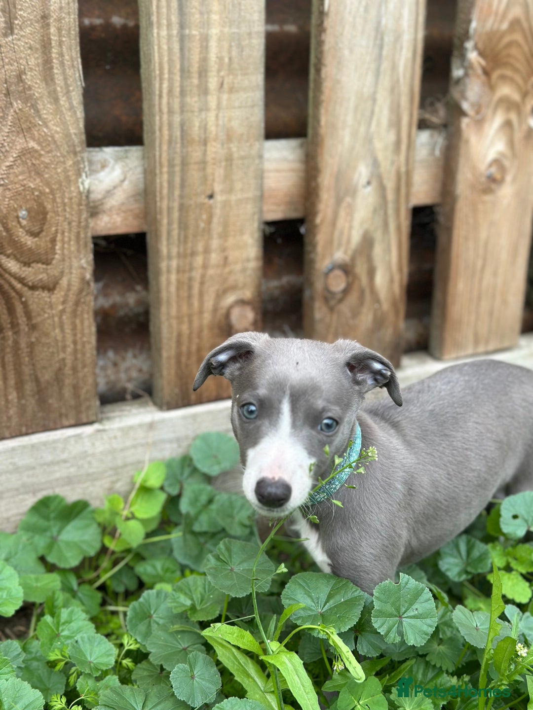 Whippet dogs for sale: READY NOW! STUNNING WHIPPET PUPPYS - Image 2
