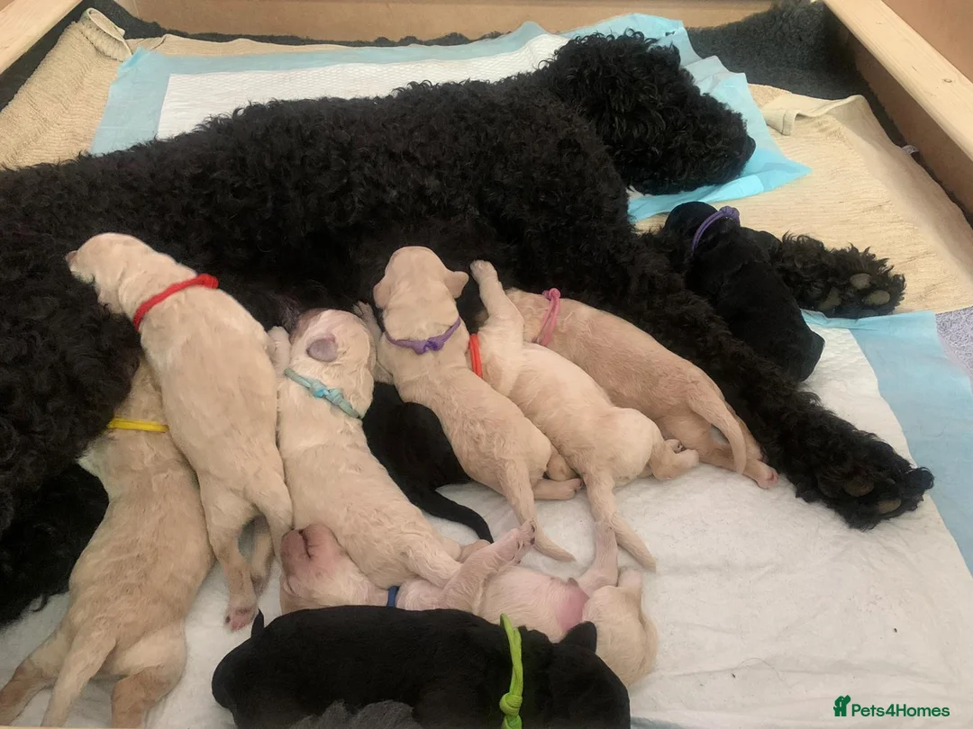Labradoodle dogs for stud: Labradoodle Stud - Proven in Worthing - Advert 14