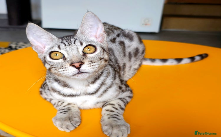 Bengal cats - Advert 2