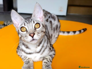 Bengal cats - Advert 2