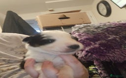 Border Collie dogs for sale: bored collie puppies  - Image 8
