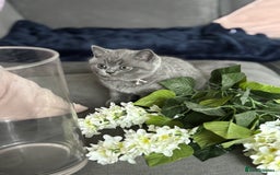 British Shorthair cats for sale: ✨Beautiful British Shorthair Kittens ✨ - Image 11