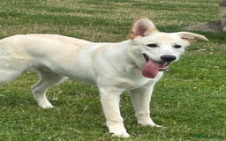 Mixed Breed dogs for sale: 7m lab x malamute - Image 3