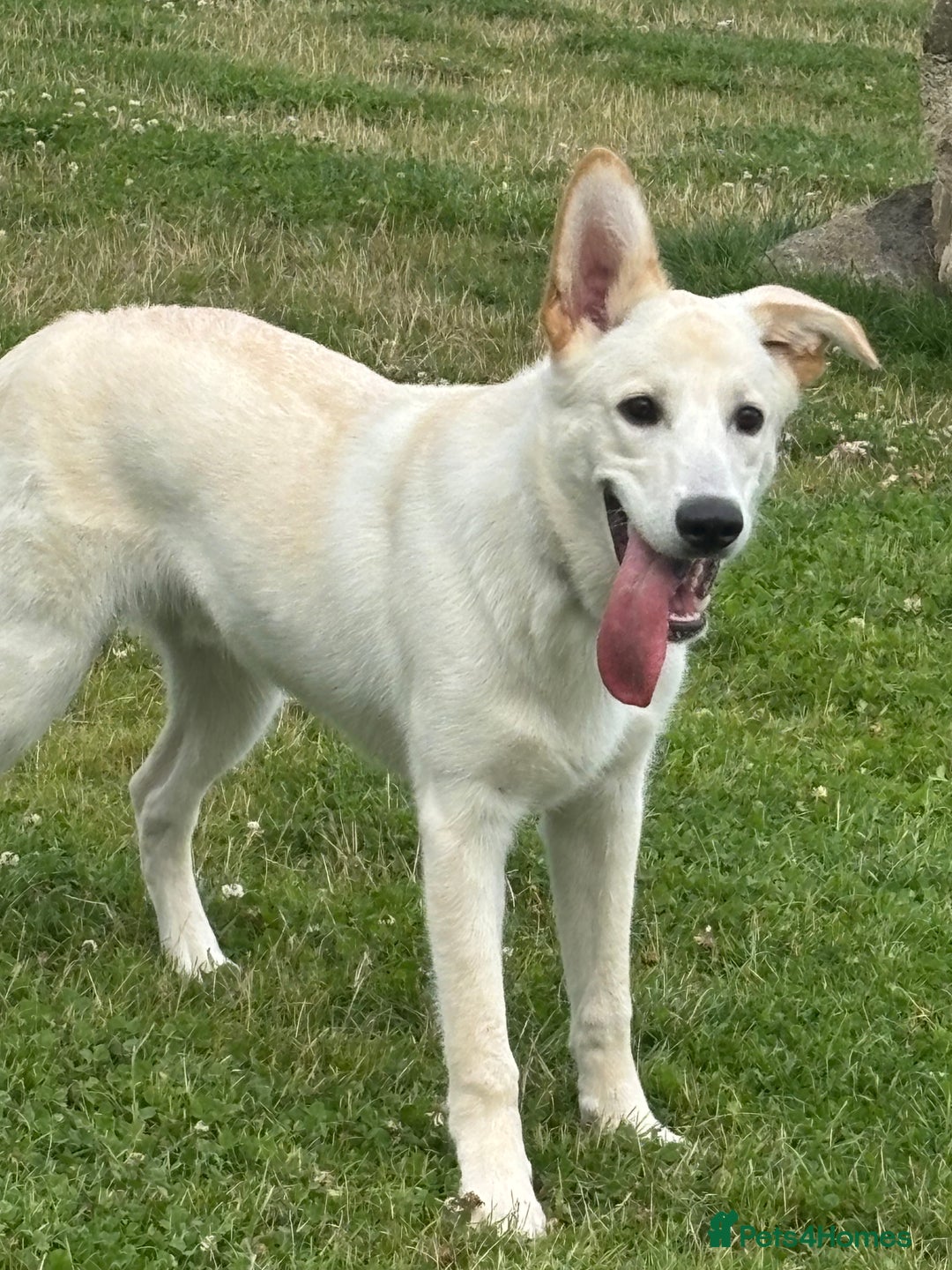Mixed Breed dogs for sale: 7m lab x malamute - Image 3