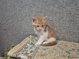 Mixed Breed cats - Advert 8