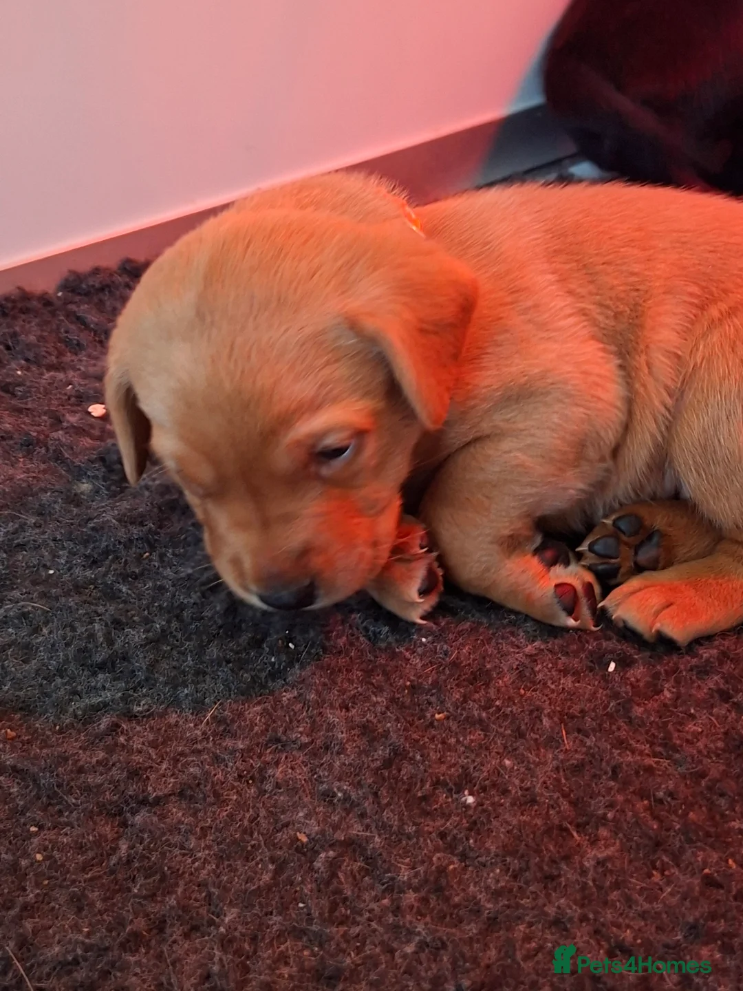 Labrador Retriever dogs for sale: Labrador Retriever litter - Advert 15