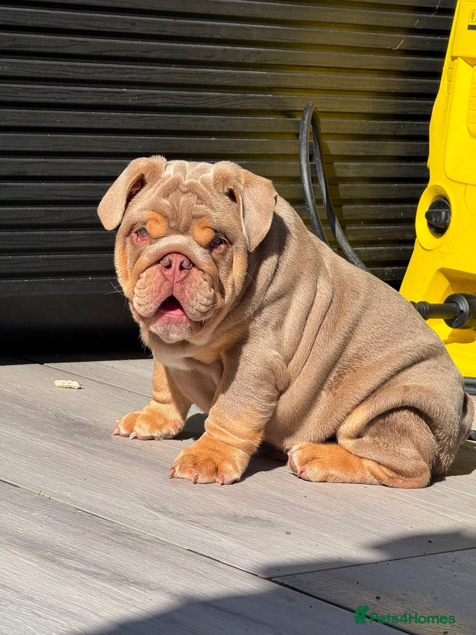English Bulldog dogs 🔥 Epic Bullyz Major Daughter X Posher Turkish 🔥  - Advert 1