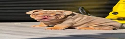 English Bulldog dogs for sale: 🔥 Epic Bullyz Major Daughter X Posher Turkish 🔥  - Advert 4