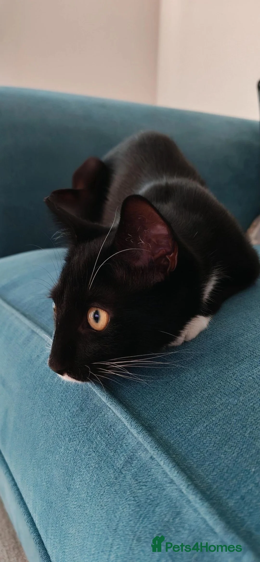 Mixed Breed cats for sale: 2 kittens, brother and sister. 7 months old.  - Advert 2