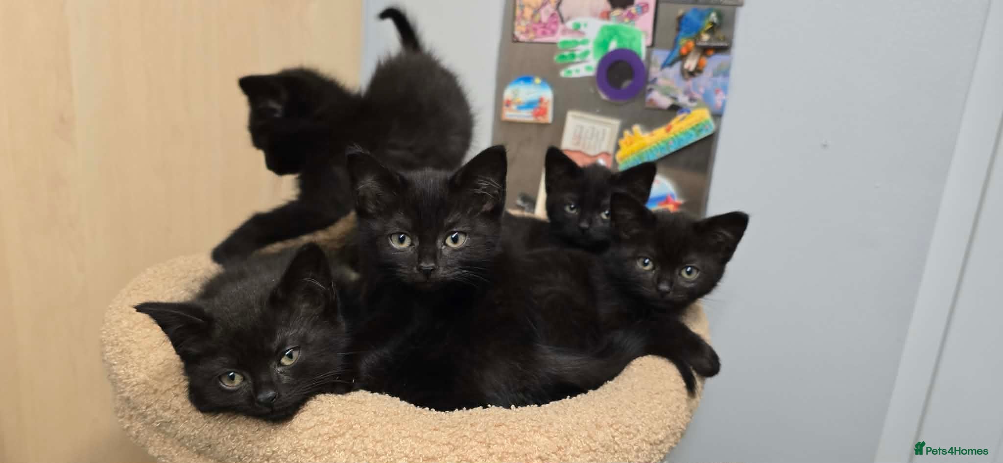 Mixed Breed Kitten 1
