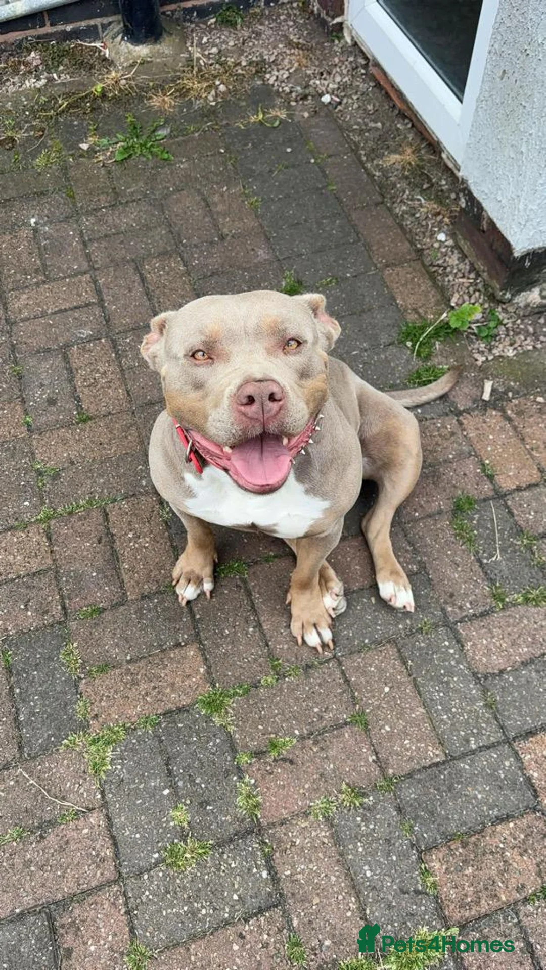 American Bully dogs for sale: AMERICAN BULLY - Advert 6