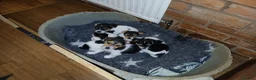 Jack Russell dogs for sale: Jack Russel puppies - Advert 4
