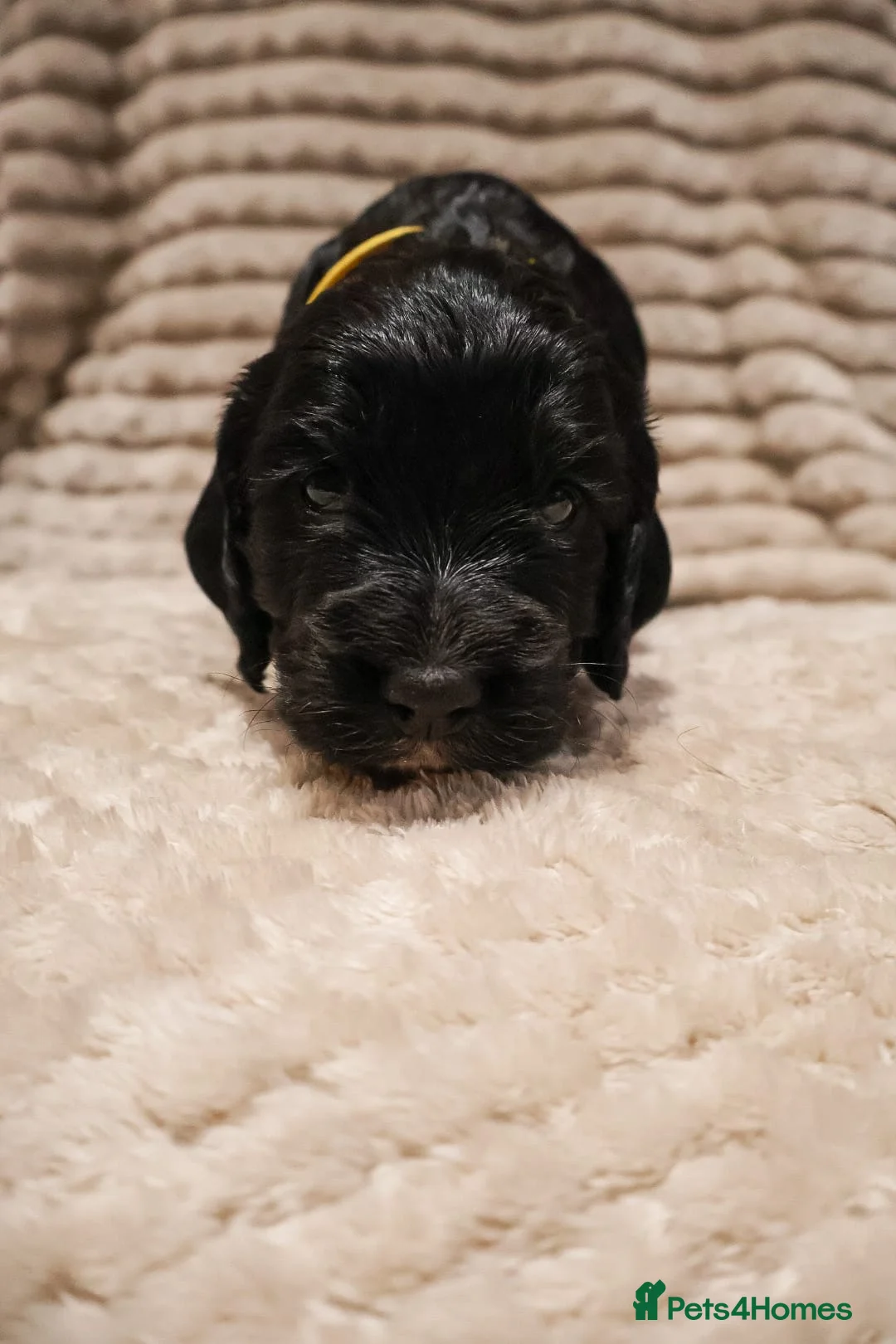 Cocker Spaniel dogs for sale: Cocker Spaniel Puppies - Advert 29