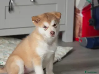 Alaskan Malamute dogs 1 Remaining Beautiful Alaskan Malamute Puppy - Advert 3