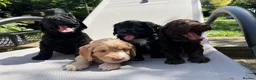 Cockapoo dogs for sale: Cockapoo puppies for sale - Advert 11