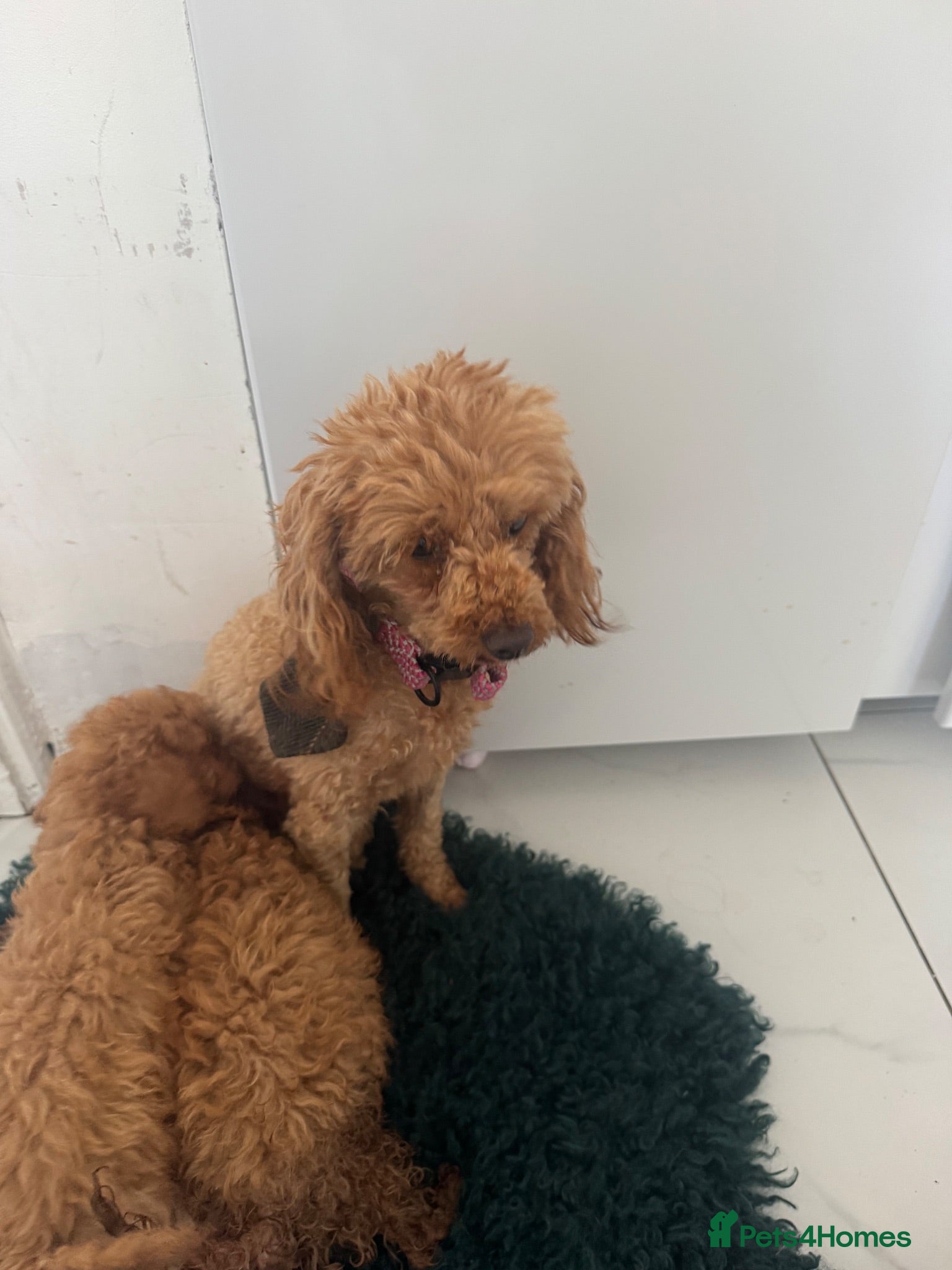 Toy Poodle dogs Red toy poodles  - Advert 5