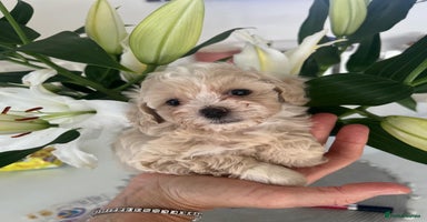 Maltipoo dogs - Advert 7