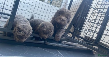 Shar Pei dogs - Advert 6