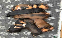 Cocker Spaniel dogs for sale: Working cocker spaniels - Image 9