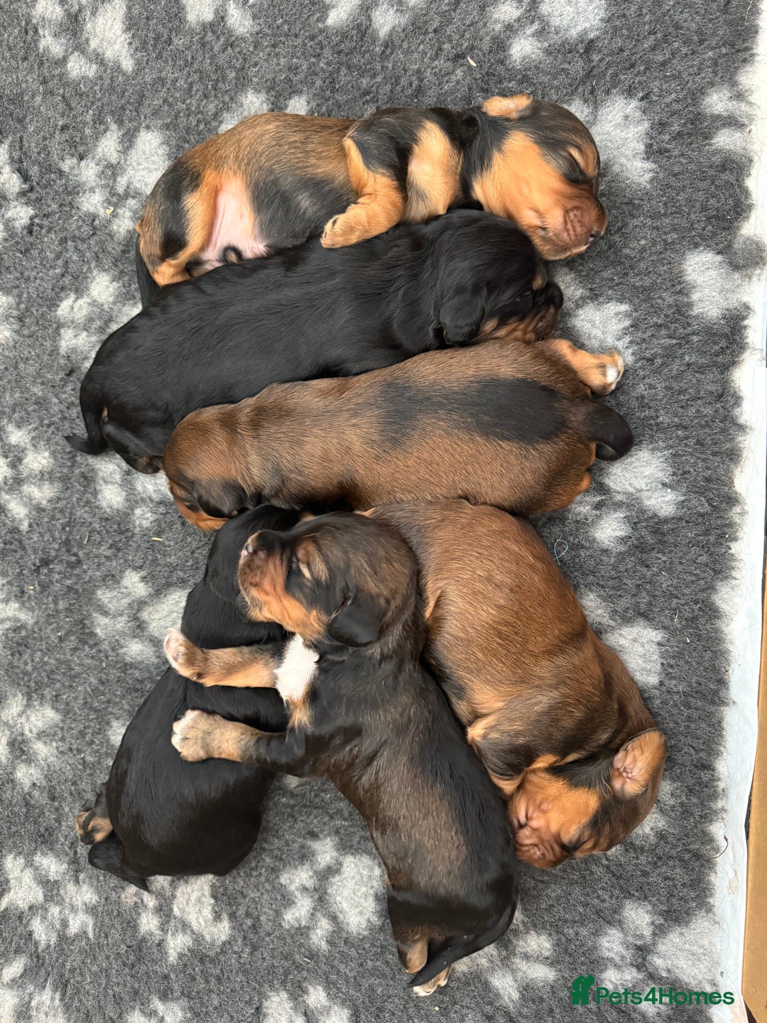 Cocker Spaniel dogs for sale: Working cocker spaniels - Image 9