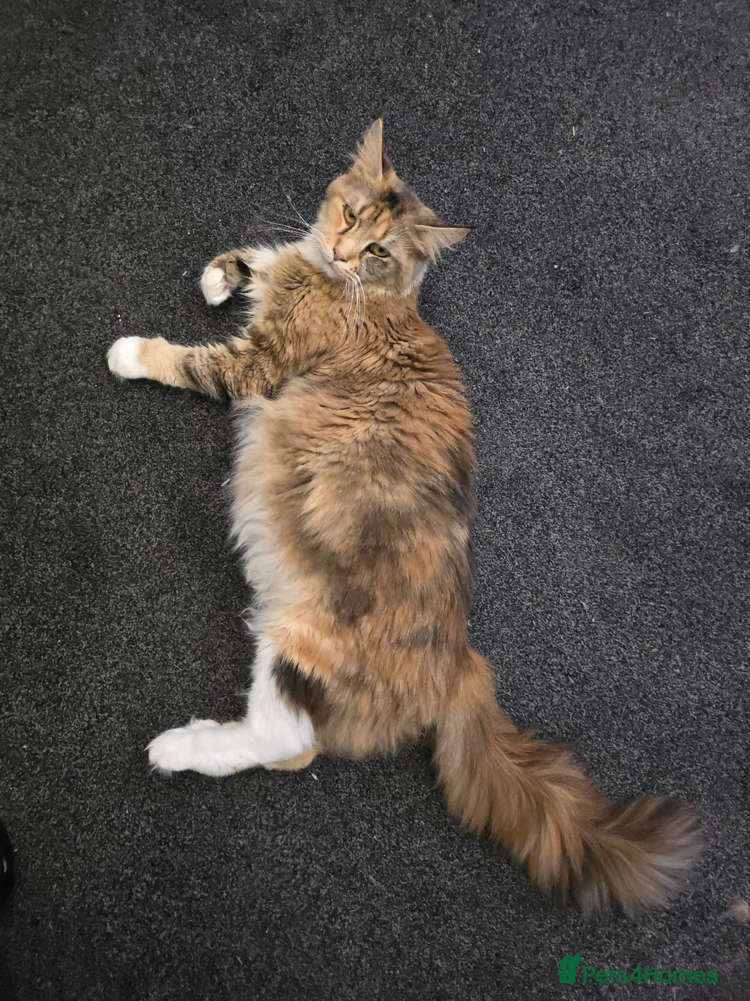 Maine Coon cats for sale: Stunning Active Adult Female Black Bicolor - Advert 25