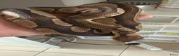 Mixed Breed reptiles for sale: Ball pythons available - Advert 5
