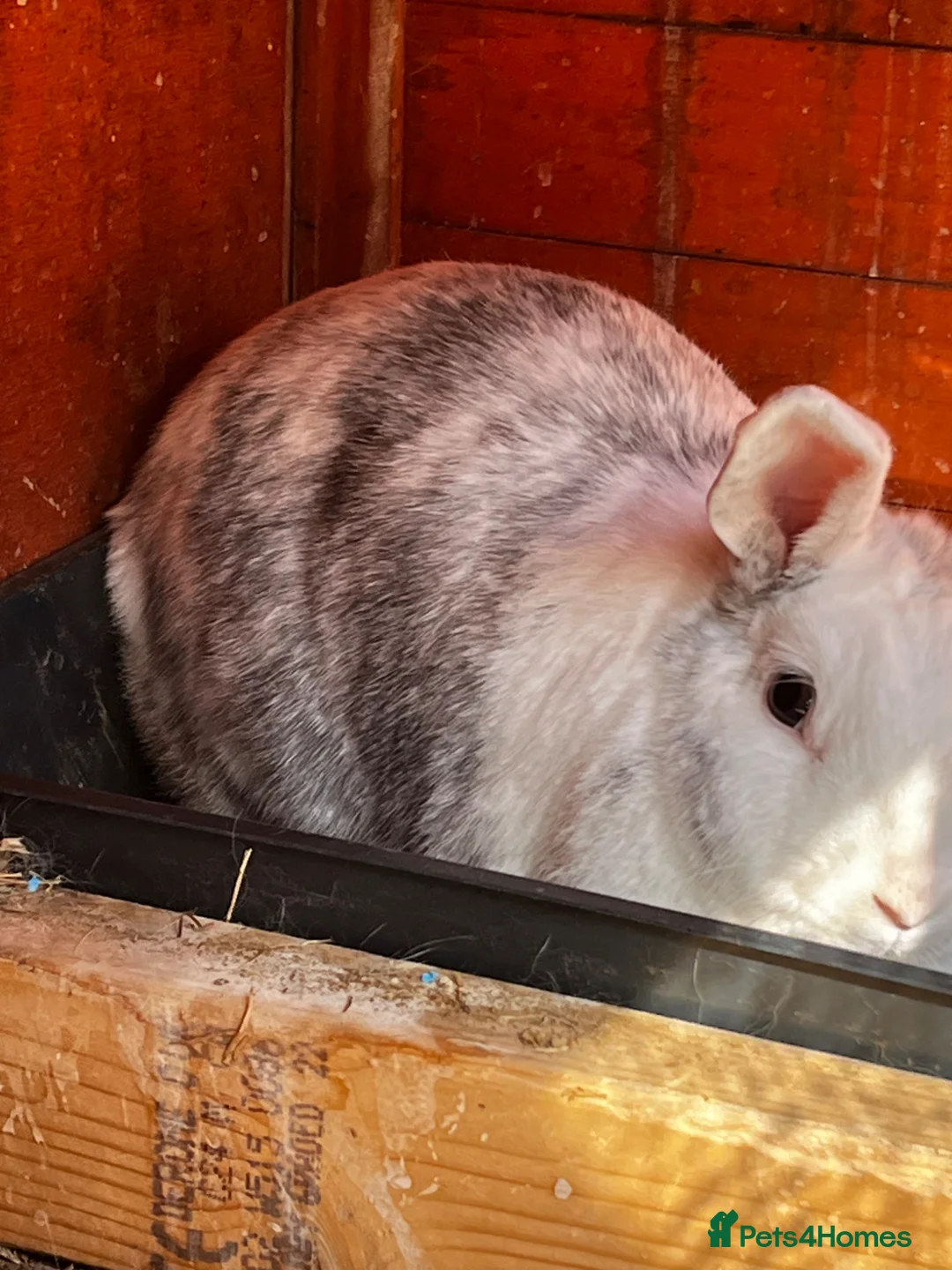 Mixed Breed rabbits for sale: Female rabbit for sale with hutch and accessories  in Liverpool - Advert 2