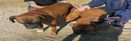 Boxer dogs for sale: Bobtail puppy boxers  - Advert 4