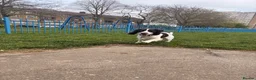 Cocker Spaniel dogs for sale: Felix, spaniel  in Southend-on-Sea - Advert 5